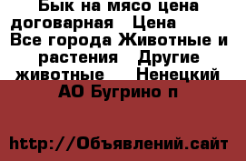 Бык на мясо цена договарная › Цена ­ 300 - Все города Животные и растения » Другие животные   . Ненецкий АО,Бугрино п.